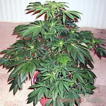 Cannabis Seeds AK-47 Feminised